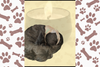 Pawsitively Peaceful: Embracing Natural Relaxation Inspired by Our Dogs - Verity Collectives